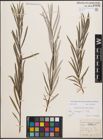Foto von Salix eleagnos subsp. angustifolia (Cariot) Rech. f.